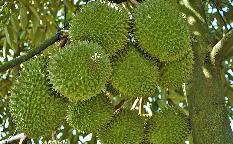 Vườn sầu riêng sạch có diện tích 5ha, năm 2022 cho thu hoạch trên 20 tấn.