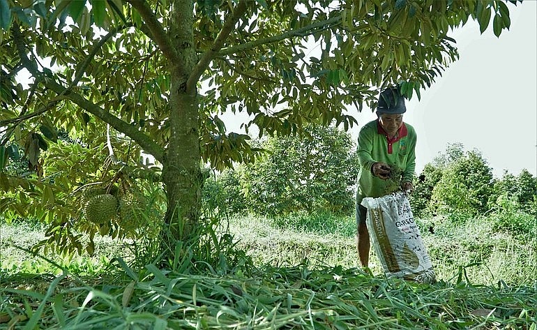 Khách tham quan được trải nghiệm cách trồng sầu riêng sạch tại vườn.