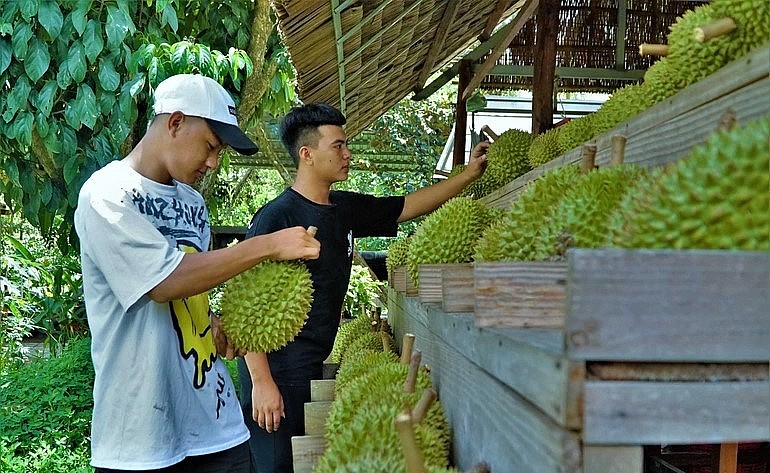 Khách đến tham quan và tự tay chọn những trái sầu riêng sạch như ý.