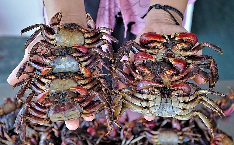 Ba khía Rạch Gốc được mệnh danh là ba khía ngon nhất thế giới (Ảnh: Bảo Kỳ). Ba khía Rạch Gốc được mệnh danh là ba khía ngon nhất thế giới (Ảnh: Bảo Kỳ).