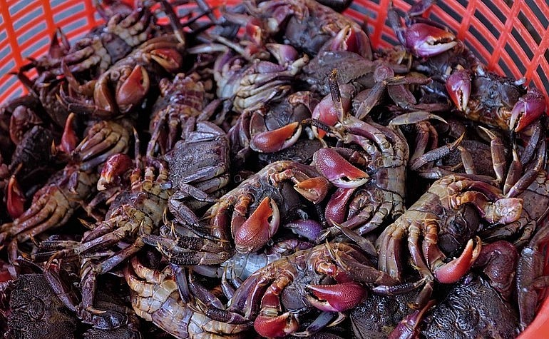 Ba khía sống được gây tê bằng nước đá sau đó rửa sạch, phân loại rồi ngâm bằng nước muối trong 5-7 ngày (Ảnh: Bảo Kỳ). Ba khía sống được gây tê bằng nước đá sau đó rửa sạch, phân loại rồi ngâm bằng nước muối trong 5-7 ngày (Ảnh: Bảo Kỳ).