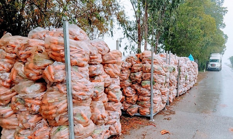 Cà rốt được thu hoạch chuẩn bị vận chuyển về nhà máy sơ chế.