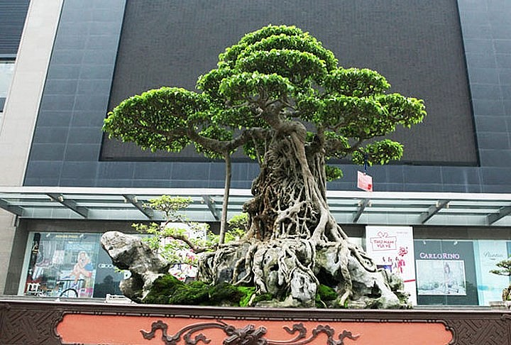 Siêu phẩm “mâm xôi con gà” này thuộc quyền sở hữu của ông Nguyễn Nam Thành (Thành “vàng”) ở Việt Trì, Phú Thọ. Siêu phẩm “mâm xôi con gà” này thuộc quyền sở hữu của ông Nguyễn Nam Thành (Thành “vàng”) ở Việt Trì, Phú Thọ.