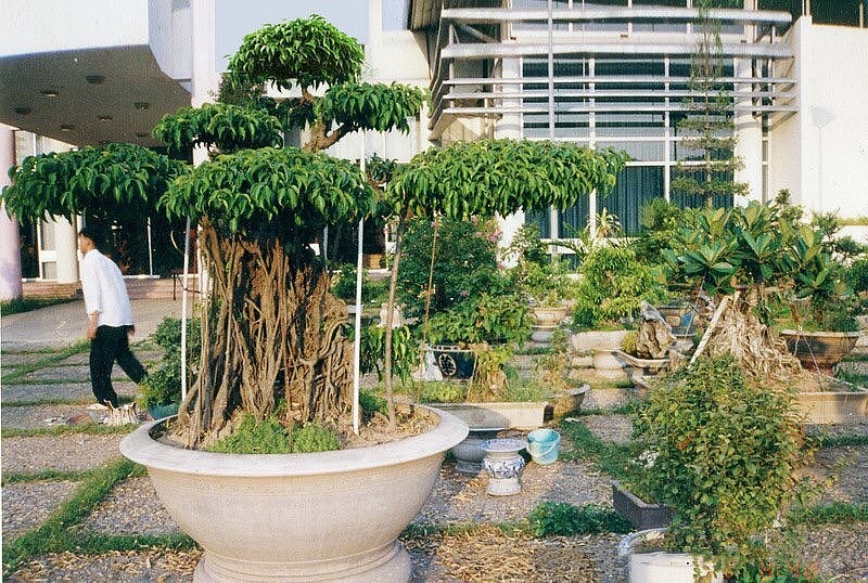 Khi đem “mâm xôi con gà” về nhà, anh Cường cho biết bản thân có những lúc cảm thấy rất hoang mang bởi lúc đó cây cảnh này đang bị hỏng. Tuy nhiên, với sự độc lập, sáng tạo cùng cảm quan về cái đẹp, họa sĩ Đặng Xuân Cường đã tự tay cắt, sửa và tạo dáng cho cây có tạo hình như ngày hôm nay. So với hình dáng cây ban đầu, anh Cường chỉ giữ lại phần gốc và một số cành quan trọng. Khi đem “mâm xôi con gà” về nhà, anh Cường cho biết bản thân có những lúc cảm thấy rất hoang mang bởi lúc đó cây cảnh này đang bị hỏng. Tuy nhiên, với sự độc lập, sáng tạo cùng cảm quan về cái đẹp, họa sĩ Đặng Xuân Cường đã tự tay cắt, sửa và tạo dáng cho cây có tạo hình như ngày hôm nay. So với hình dáng cây ban đầu, anh Cường chỉ giữ lại phần gốc và một số cành quan trọng.