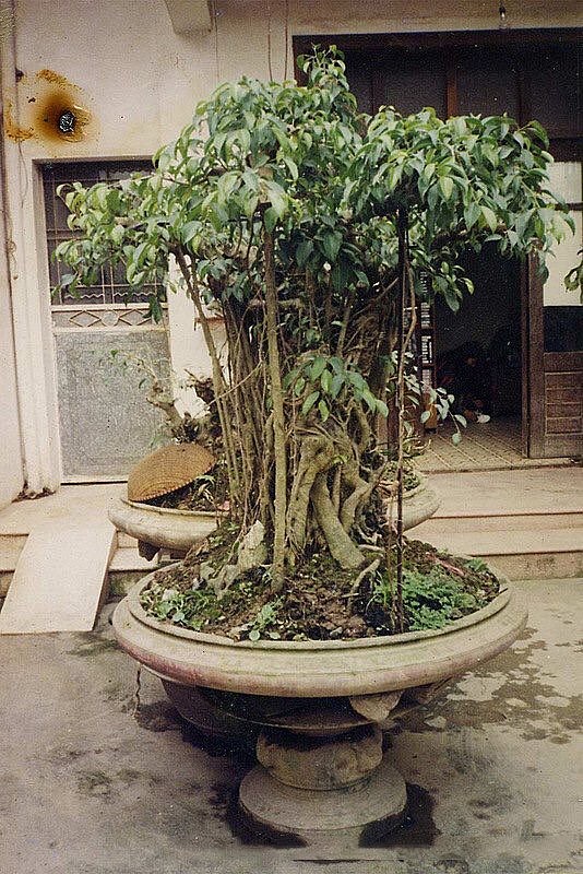 Họa sĩ Cường cho biết: “Hôm đó, tôi tình cờ được một người bạn rủ cùng nhau đi thăm cây “mâm xôi con gà”. Thói tò mò khiến tôi quyết định cùng bạn đến nhà anh Tình để xem cây cảnh có cái tên đặc biệt này. Lúc này, cây cảnh được đặt trong một chậu nước, có hiện tượng bị thối rễ do bùn lắng đọng, phía trên ngọn cây có hình một con gà” Họa sĩ Cường cho biết: “Hôm đó, tôi tình cờ được một người bạn rủ cùng nhau đi thăm cây “mâm xôi con gà”. Thói tò mò khiến tôi quyết định cùng bạn đến nhà anh Tình để xem cây cảnh có cái tên đặc biệt này. Lúc này, cây cảnh được đặt trong một chậu nước, có hiện tượng bị thối rễ do bùn lắng đọng, phía trên ngọn cây có hình một con gà”