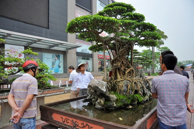 Cây có chiều cao 1m65, chiều ngang 2m, trọng lượng cả đá khoảng 1 tấn, có tán xòe rộng như mâm xôi, gốc và thân cây nằm trên khối đá nhỏ tạo thành hình gà. Phía trên ngọn cây uốn lượn tạo thành hình “rồng bay phượng múa”. Tháng 4/2012, siêu cây này đã được lên trang bìa của tạp chí về nghệ thuật chơi cây cảnh BCI của Mỹ. Trong một triển lãm sinh vật cảnh, “mâm xôi con gà” được định giá 6 triệu USD, tương đương với 120 tỷ đồng. Với định giá này, siêu cây chính thức thuộc top những cây cảnh có giá “khủng” nhất hiện nay Cây có chiều cao 1m65, chiều ngang 2m, trọng lượng cả đá khoảng 1 tấn, có tán xòe rộng như mâm xôi, gốc và thân cây nằm trên khối đá nhỏ tạo thành hình gà. Phía trên ngọn cây uốn lượn tạo thành hình “rồng bay phượng múa”. Tháng 4/2012, siêu cây này đã được lên trang bìa của tạp chí về nghệ thuật chơi cây cảnh BCI của Mỹ. Trong một triển lãm sinh vật cảnh, “mâm xôi con gà” được định giá 6 triệu USD, tương đương với 120 tỷ đồng. Với định giá này, siêu cây chính thức thuộc top những cây cảnh có giá “khủng” nhất hiện nay
