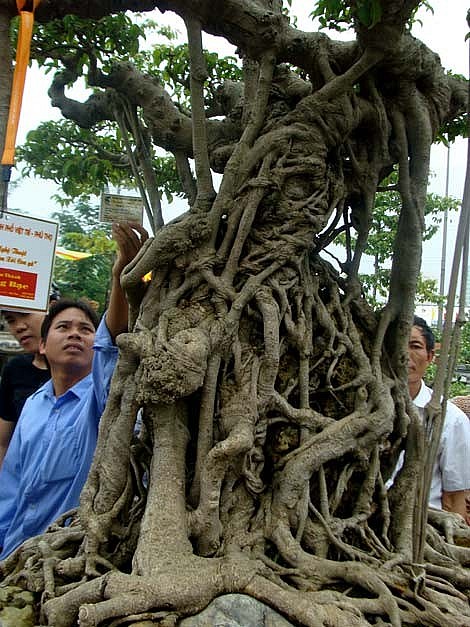 Tuổi đời cây “Mâm xôi con gà” chưa phải là già. Tuy nhiên, qua bàn tay tài hoa của họa sĩ Đặng Xuân Cường, chỉ sau 8 năm (1996 -2004), “mâm xôi con gà” từ một bụi cây dại đã trở thành siêu cây nổi tiếng và đáng giá hàng triệu đô. Năm 2004, Cường “họa sĩ” quyết định bán “mâm xôi con gà” cho một nghệ nhân chơi cây cảnh tên là Quý. Qua nhiều tay của các đại gia chơi cây, hiện “mâm xôi con gà” thuộc sở hữu của ông Nguyễn Nam Thành ở Việt Trì, tỉnh Phú Thọ. Tuổi đời cây “Mâm xôi con gà” chưa phải là già. Tuy nhiên, qua bàn tay tài hoa của họa sĩ Đặng Xuân Cường, chỉ sau 8 năm (1996 -2004), “mâm xôi con gà” từ một bụi cây dại đã trở thành siêu cây nổi tiếng và đáng giá hàng triệu đô. Năm 2004, Cường “họa sĩ” quyết định bán “mâm xôi con gà” cho một nghệ nhân chơi cây cảnh tên là Quý. Qua nhiều tay của các đại gia chơi cây, hiện “mâm xôi con gà” thuộc sở hữu của ông Nguyễn Nam Thành ở Việt Trì, tỉnh Phú Thọ.