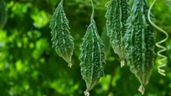 Loại quả rừng xưa có đầy, giờ thành đặc sản hiếm được hội chị em săn lùng