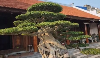 Khó tin với siêu phẩm sanh cổ 35 tỷ vừa sang tay cho một thanh niên trẻ, đâu là giá trị thật?