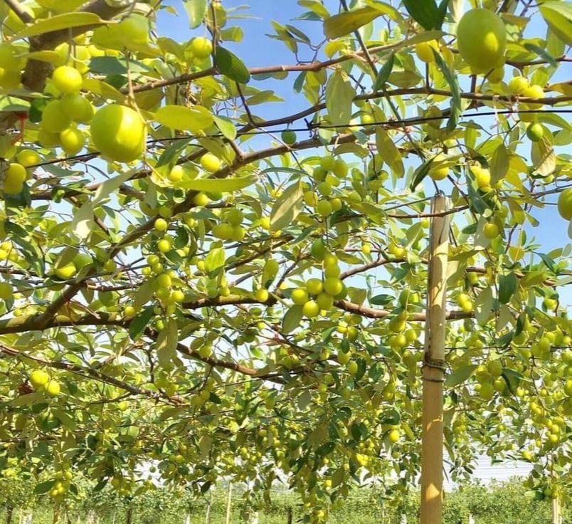 táo Bàng La, diêm dân địa phương thường gọi là “táo muối“.