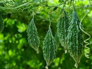 Loại quả rừng xưa có đầy, giờ thành đặc sản hiếm được hội chị em săn lùng