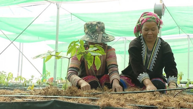 Từ phát triển trồng dược liệu theo mô hình kinh tế hộ, hàng trăm hộ dân ở huyện vùng cao Sìn Hồ đã thoát nghèo và vươn lên làm giàu. Từ phát triển trồng dược liệu theo mô hình kinh tế hộ, hàng trăm hộ dân ở huyện vùng cao Sìn Hồ đã thoát nghèo và vươn lên làm giàu.