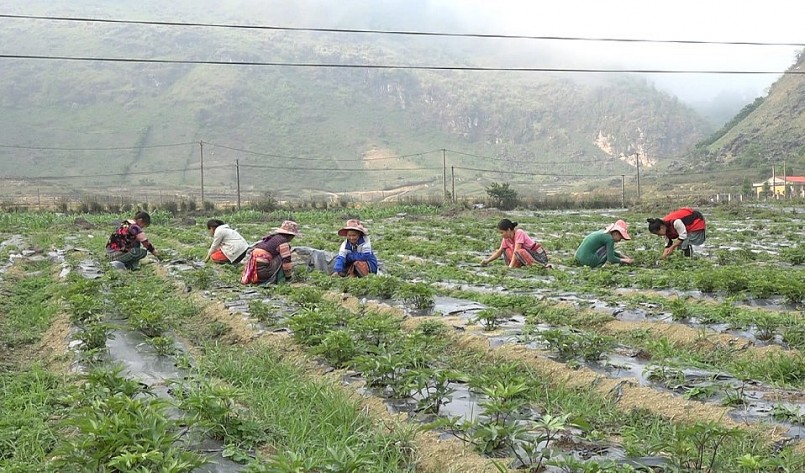 Việc phát triển cây dược liệu ở Sìn Hồ đã tạo việc làm và thu nhập ổn định cho công nhân người địa phương. Việc phát triển cây dược liệu ở Sìn Hồ đã tạo việc làm và thu nhập ổn định cho công nhân người địa phương.
