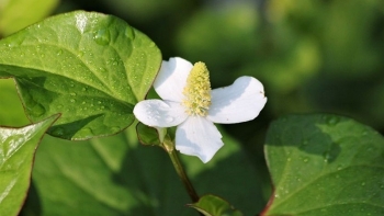 Loại rau tanh ngòm, kẻ khen người chê nhưng là kháng sinh tự nhiên, chống ung thư cực tốt