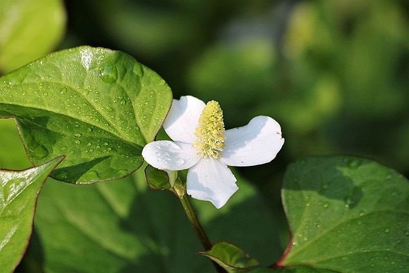 Hoạt chất chứa trong diếp cá có tác dụng chống ung thư rất tốt