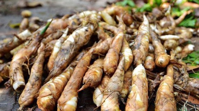 Loại củ xấu xí nhưng lại chứa thành phần dinh dưỡng cực cao