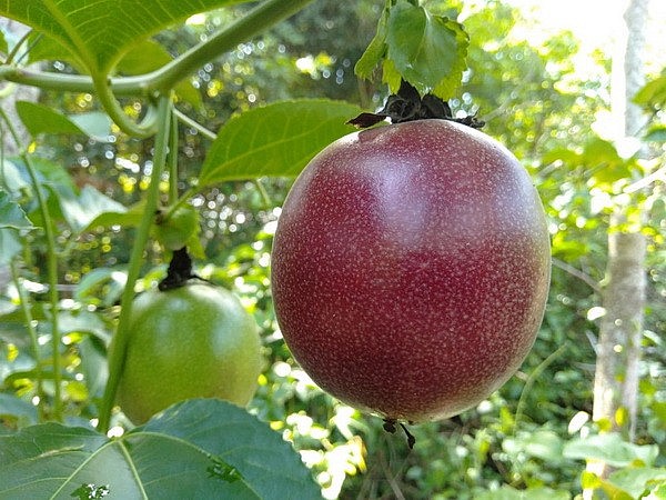 Chanh dây đang là loại cây giúp nông dân có thu nhập khá và ổn định