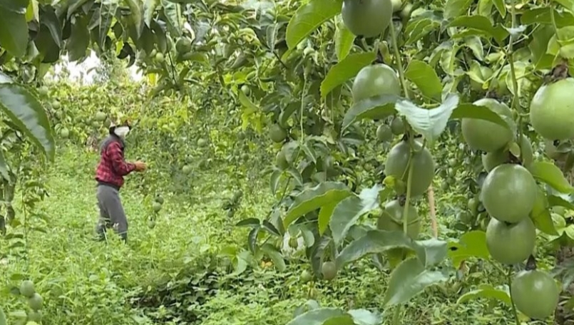 Chanh dây phù hợp với điều kiện tự nhiên tại Đắk Nông nên có năng suất khá cao