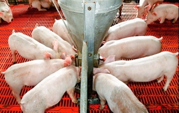 Giá heo hơi hôm nay 01/1 chưa thoát đáy 50.000 đồng/kg, ghi nhận một năm vượt khó và kỳ vọng bứt phá mới