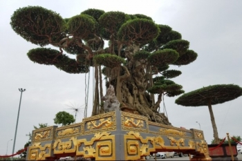 Đẳng cấp sanh Nam Điền cổ thụ dáng như mây bay, chậu dát vàng, 20 tỷ chờ chủ mới