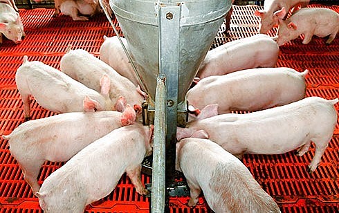 Giá heo hơi hôm nay 01/1 chưa thoát đáy 50.000 đồng/kg ở khu vực miền Nam. 