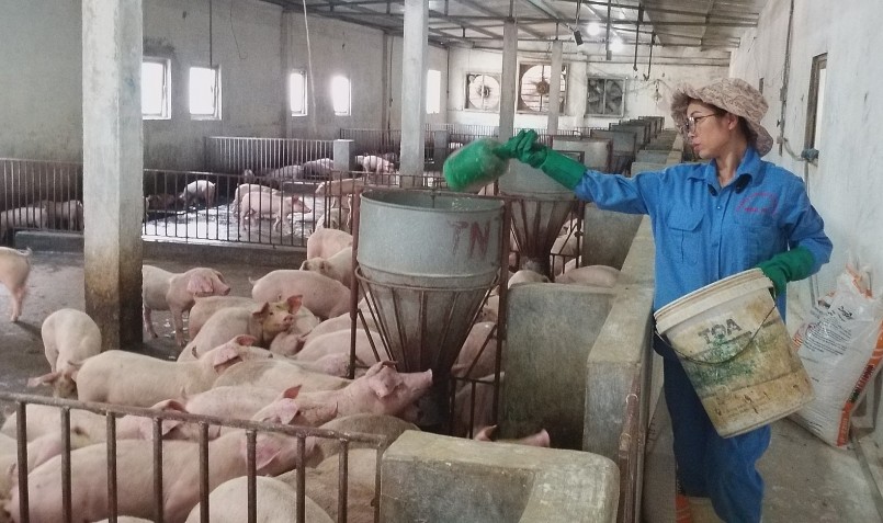 Người nuôi heo phải chịu lỗ khi bán giá heo thấp dưới giá thành.