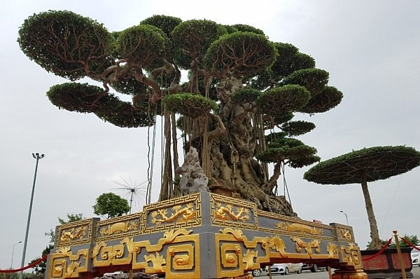 Siêu phẩm nghệ thuật sanh cổ thụ \'Đại thế vân tùng\' được định giá 20 tỷ đồng.