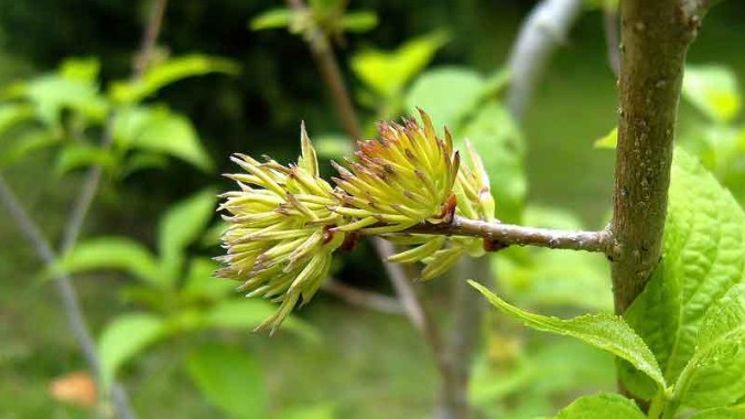 Đỗ trọng - Vị thuốc bổ can thận, cường gân cốt