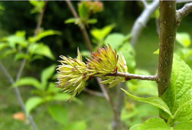Đỗ trọng – Vị thuốc quý có trong nhiều bài thuốc cổ phương Đỗ trọng – Vị thuốc quý có trong nhiều bài thuốc cổ phương