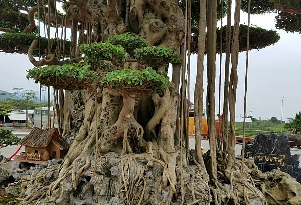 Cây sanh cổ thụ Đại thế vân tùng hội tụ tinh hoa dòng sanh Nam Điền nổi tiếng gần xa.