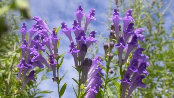 Hoàng cầm - Dược liệu thiên nhiên hỗ trợ điều trị nhiều loại bệnh