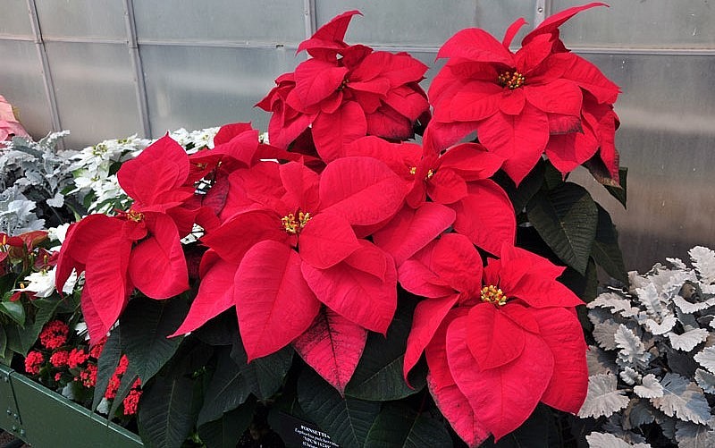 Hoa trạng nguyên còn biểu hiện cho sự đoàn tụ và niềm hạnh phúc.