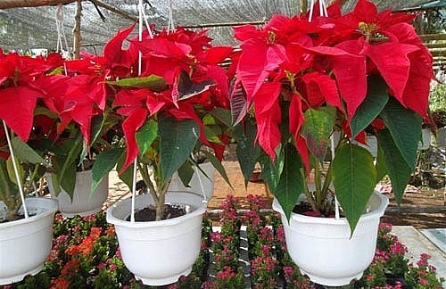 Hoa trạng nguyên đẹp và rất ý nghĩa trong dịp Tết.