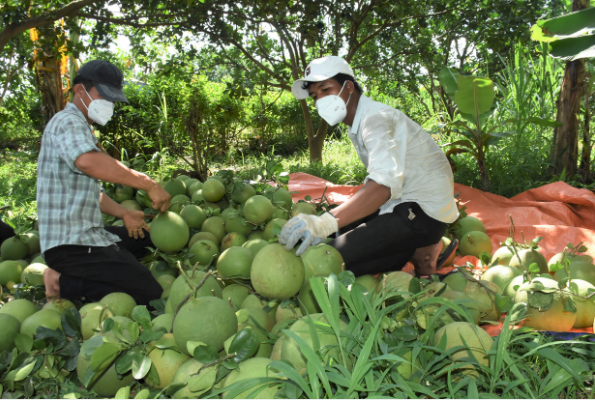 Thu hoạch bưởi tại xã Sông Xoài, TX. Phú Mỹ
