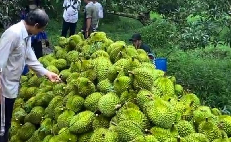 Thương lái đến tận vườn thu mua trái sầu riêng để phục vụ nhu cầu xuất khẩu chính ngạch sang Trung Quốc.