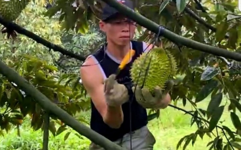 Thu hoạch vườn sầu riêng tại xã Phú Phong, huyện Châu Thành, Tiền Giang.