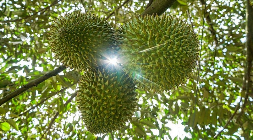 Sầu riêng Việt Nam đang lộ diện là trái cây tỷ đô trong năm 2023 này.