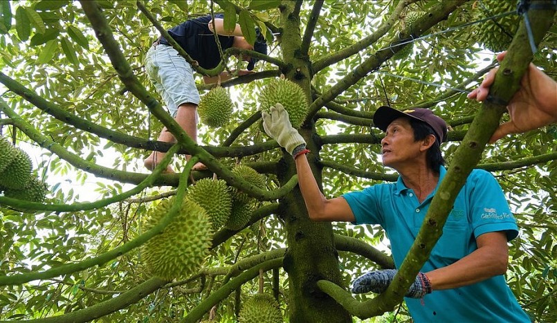Nhiều nhà vườn ở Cần Thơ thắng lớn nhờ sầu riêng chín sớm giá tăng kỷ lục.