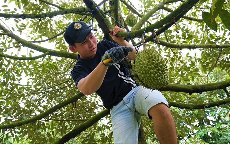 Năm 2022, nhà vườn trồng sâu riêng kiếm bộn tiền vì giá tăng cao kỷ lục.