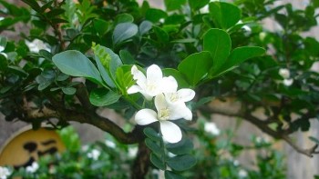 Cây nguyệt quế rất hợp với người tuổi này, chỉ cần trồng một cây tài lộc và phú quý sẽ rủ nhau đến nhà