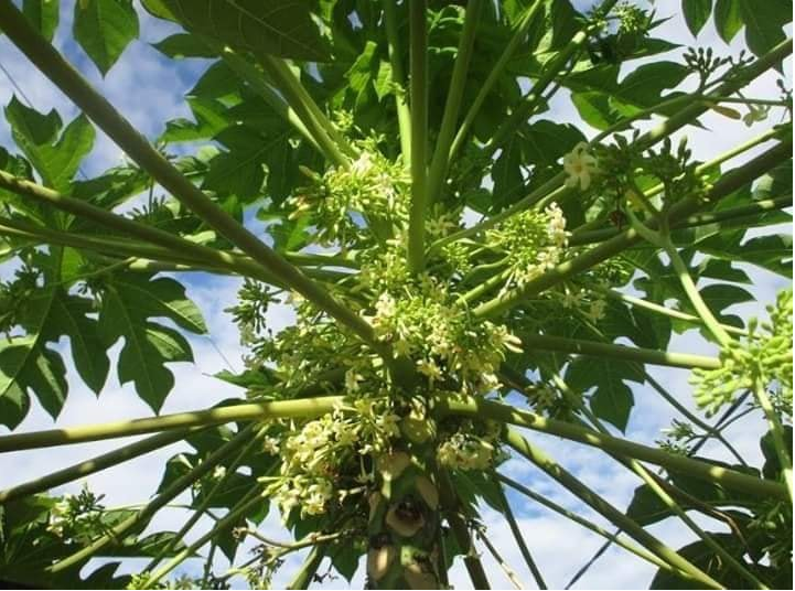 Tác dụng của hoa Đu Đủ đực đối với sức khỏe mà ít người biết