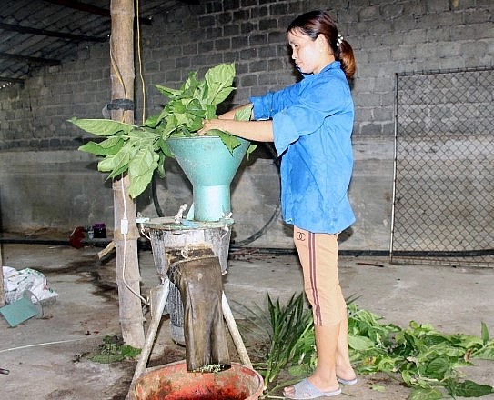 Lá chè khổng lồ được xay nhuyễn, trộn với cám gạo, bã sắn và ủ bằng men vi sinh trong vòng 12 giờ trước lúc hòa với nước cho lợn ăn. 