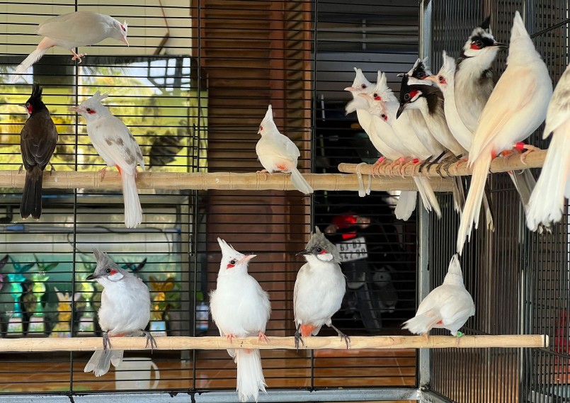 Vẻ đẹp của loài chim kỳ lạ chào mào đột biến thể hiện qua màu lông, tiếng hót