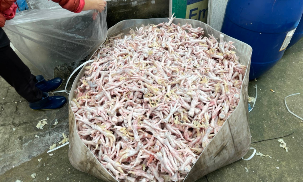 Chân gà bẩn, bốc mùi hôi thối Chân gà bẩn, bốc mùi hôi thối