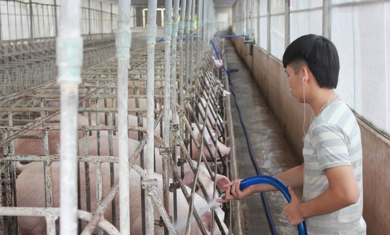 Giá heo hơi hôm nay diễn biến trầm lắng khi giá vẫn duy trì mức cũ trên cả nước.