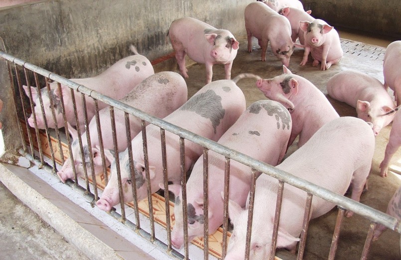 Nguồn cung heo hơi lớn khiến giá heo duy trì ở mức thấp trong thời gian dài.