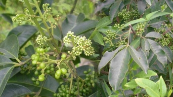 Cây ba chạc - Dược liệu dân gian giúp kháng khuẩn, lợi sữa, ổn định huyết áp