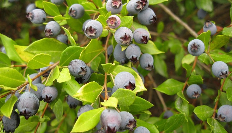 Cây sim rừng còn là cây thuốc quý cho sức khỏe con người.