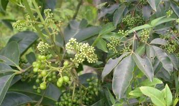 Cây ba chạc - Dược liệu dân gian giúp kháng khuẩn, lợi sữa, ổn định huyết áp