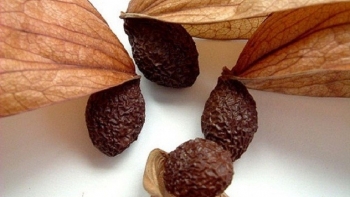 An nam tử giúp thanh nhiệt, giải độc, nhuận phổi và lợi hầu